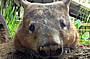 Wombat 