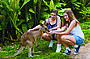 Kuranda Koala Gardens