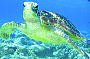 Friendly Green Turtle