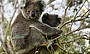 Koalas in the wild along the Great Ocean Road