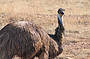 Emu