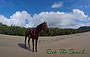 Cape Trib Horse Rides (11 am)