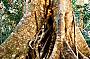 Cunninghams Gap Rainforest Walk