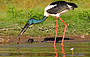 Black Neck Stork enjoying lunch