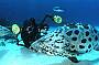 Cod Hole - Diver with Potato Cod