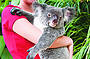 Koala holding option at Koala Gardens