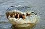 Murray River Wetlands crocodile