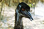 Hand-feed an emu - if you dare!