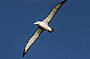 Tasman Island Cruises - Shy Albatross