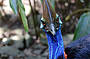 Cassowary at Wildlife Habitat 