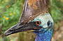 Cassowary