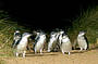 Penguin Parade