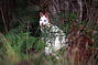 White Wallaby on Bruny