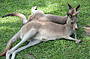 2 Kangaroos