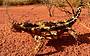 Thorny Devil Lizard