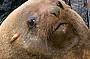 Tasman Island Cruises - Seal