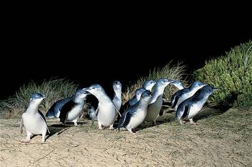 Penguin Parade