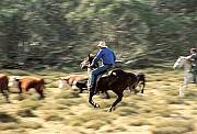 Mustering the cattle