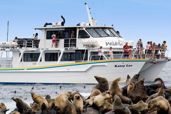 Seal Watching Phillip Island