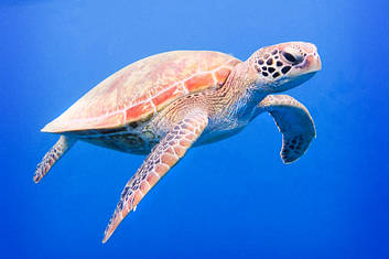 Sea Turtle in the deep blue of the Coral Sea.